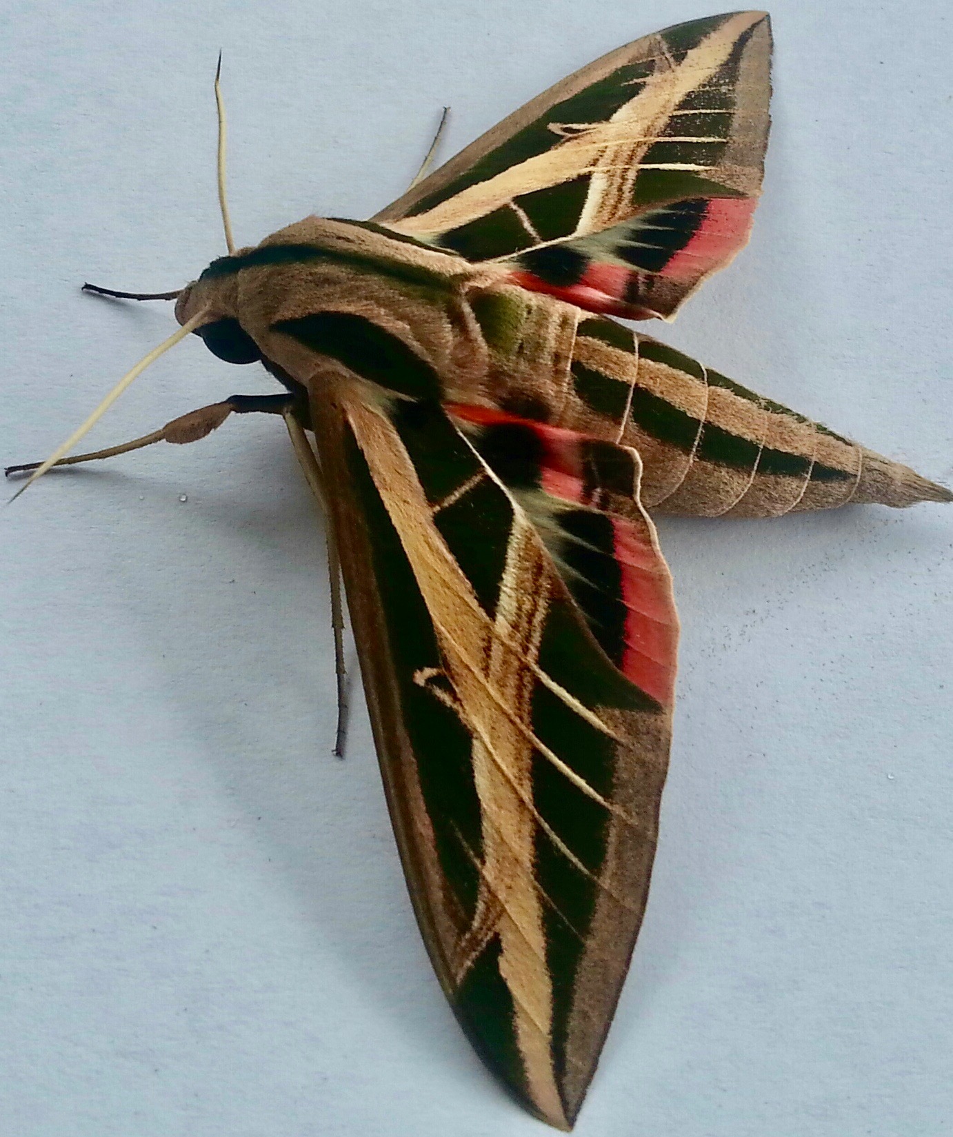 Banded Sphinx Moth (Eumorpha fasciatus)
